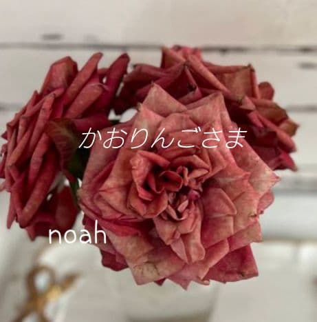 かおりんごさま　バラ　苗