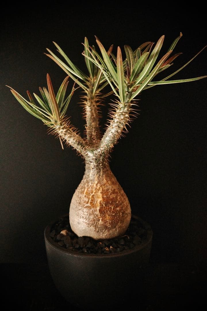 【良型】パキポディウムグラキリス 発根済み現地球