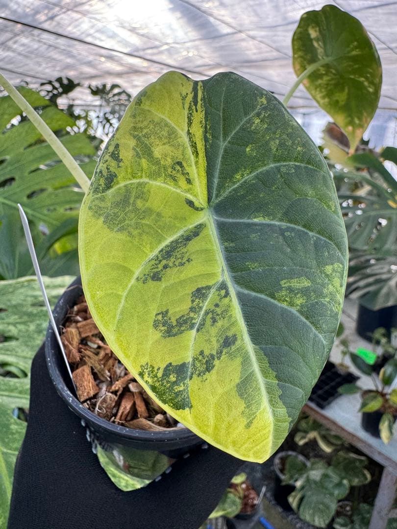 2 アロカシア　マハラニ　ゴールド　黄斑入り
