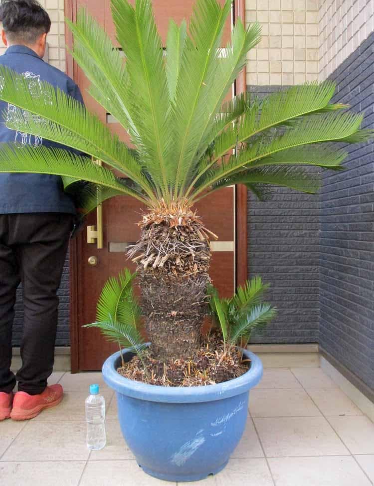 【現品】蘇鉄（ソテツ）超大株　16号相当　D21番