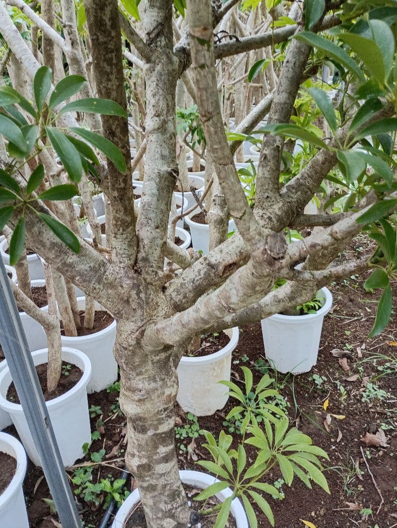 シェフレラ・カポック 白鉢