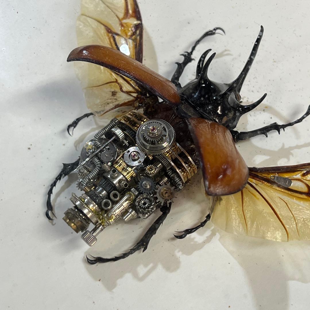 【美品】昆虫標本 甲虫 オブジェ 標本フレーム 木製 インテリア　カブトムシ