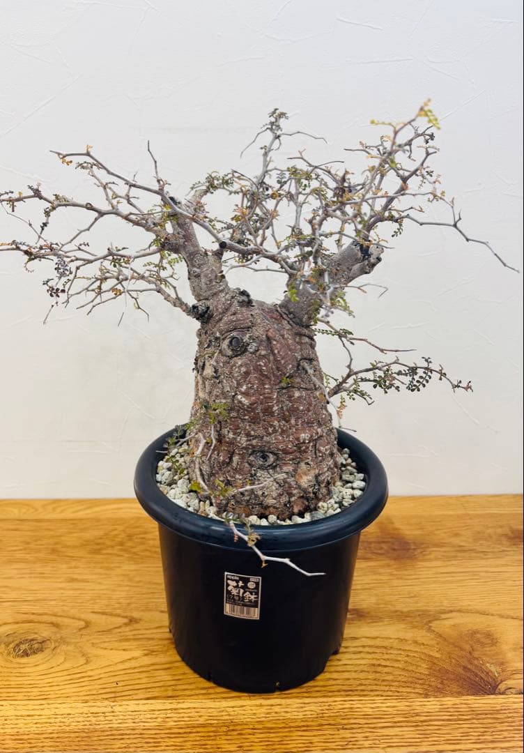 【鉢植えのまま発送】オペルクリカリア・パキプス 現地球 特大