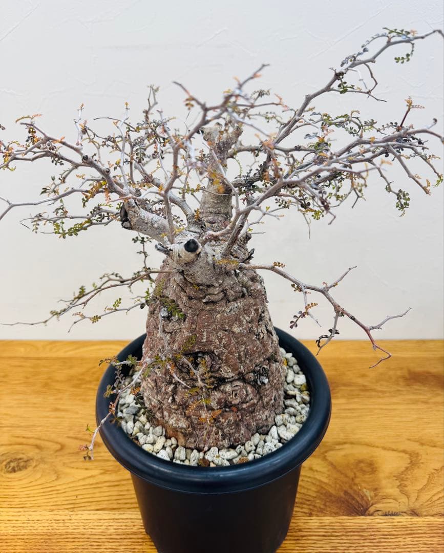 【鉢植えのまま発送】オペルクリカリア・パキプス 現地球 特大