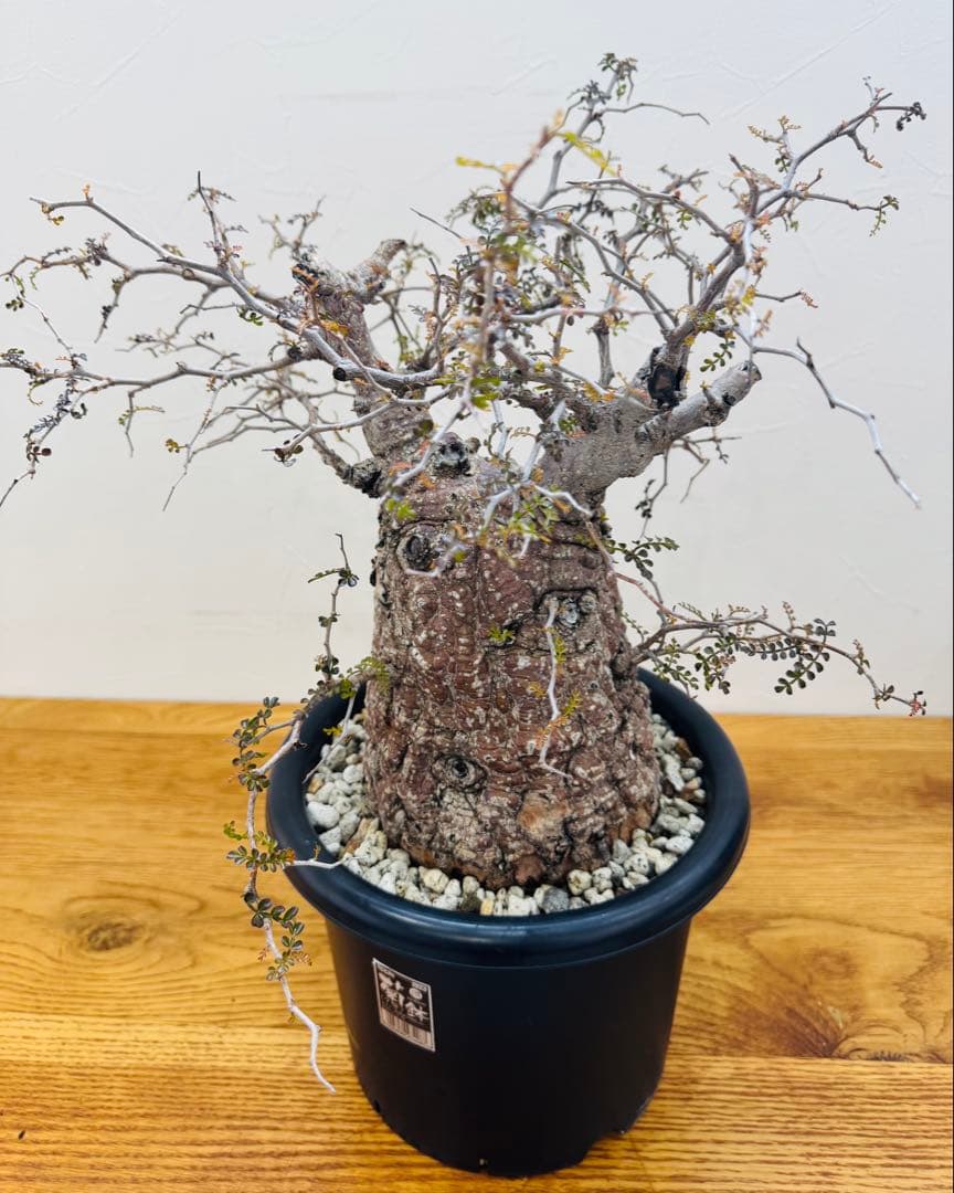 【鉢植えのまま発送】オペルクリカリア・パキプス 現地球 特大