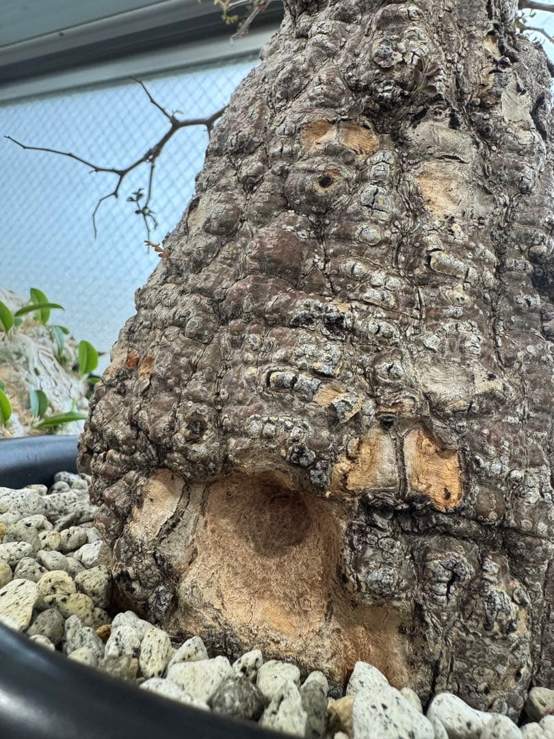 【鉢植えのまま発送】オペルクリカリア・パキプス 現地球 特大