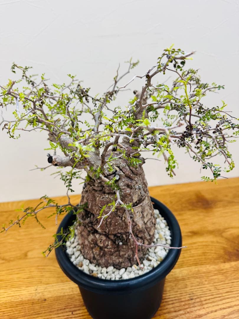 【鉢植えのまま発送】オペルクリカリア・パキプス 現地球 特大