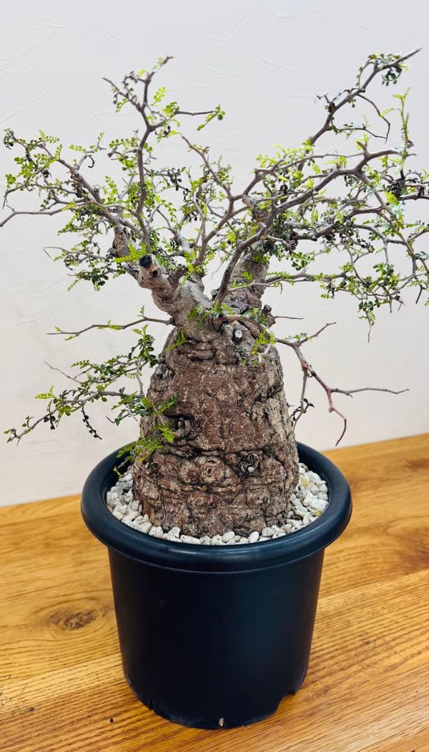 【鉢植えのまま発送】オペルクリカリア・パキプス 現地球 特大