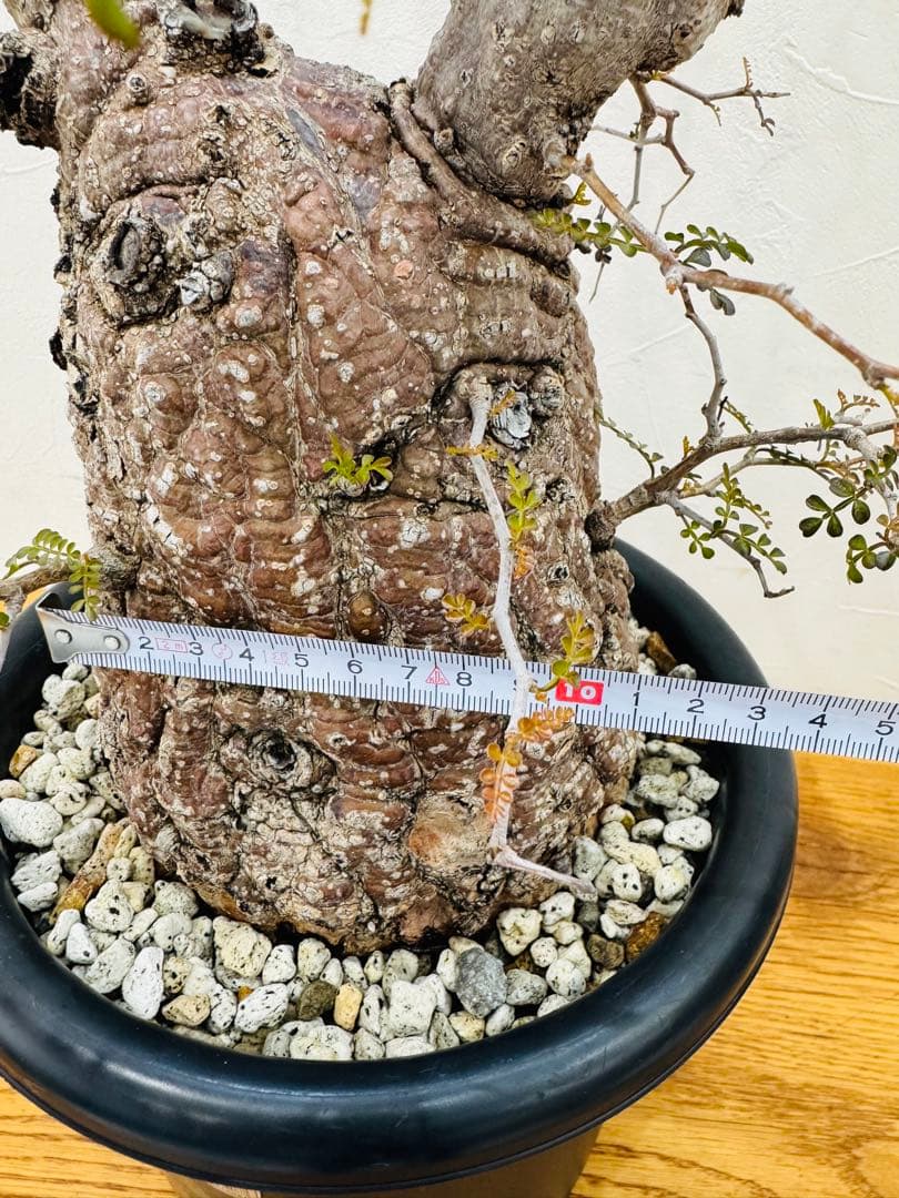 【鉢植えのまま発送】オペルクリカリア・パキプス 現地球 特大