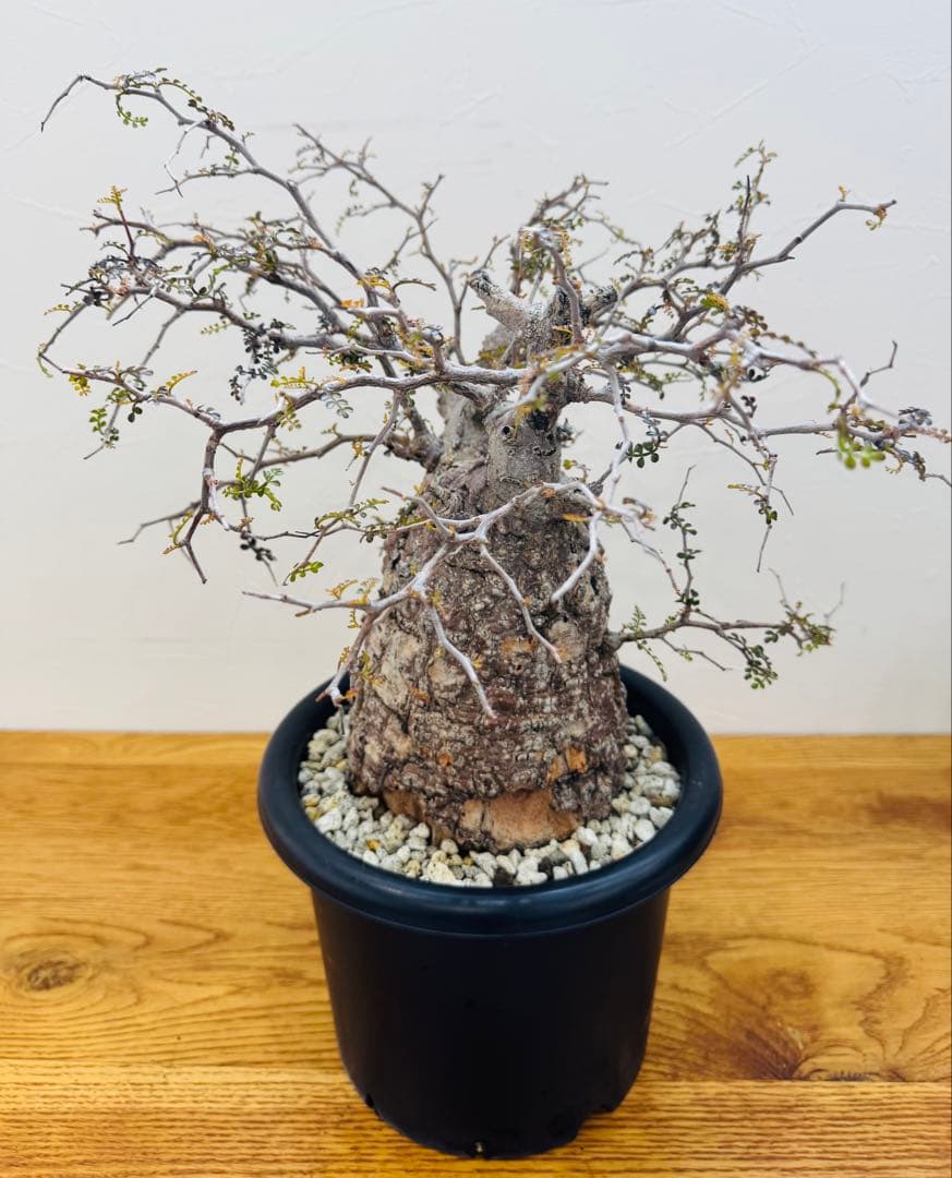 【鉢植えのまま発送】オペルクリカリア・パキプス 現地球 特大