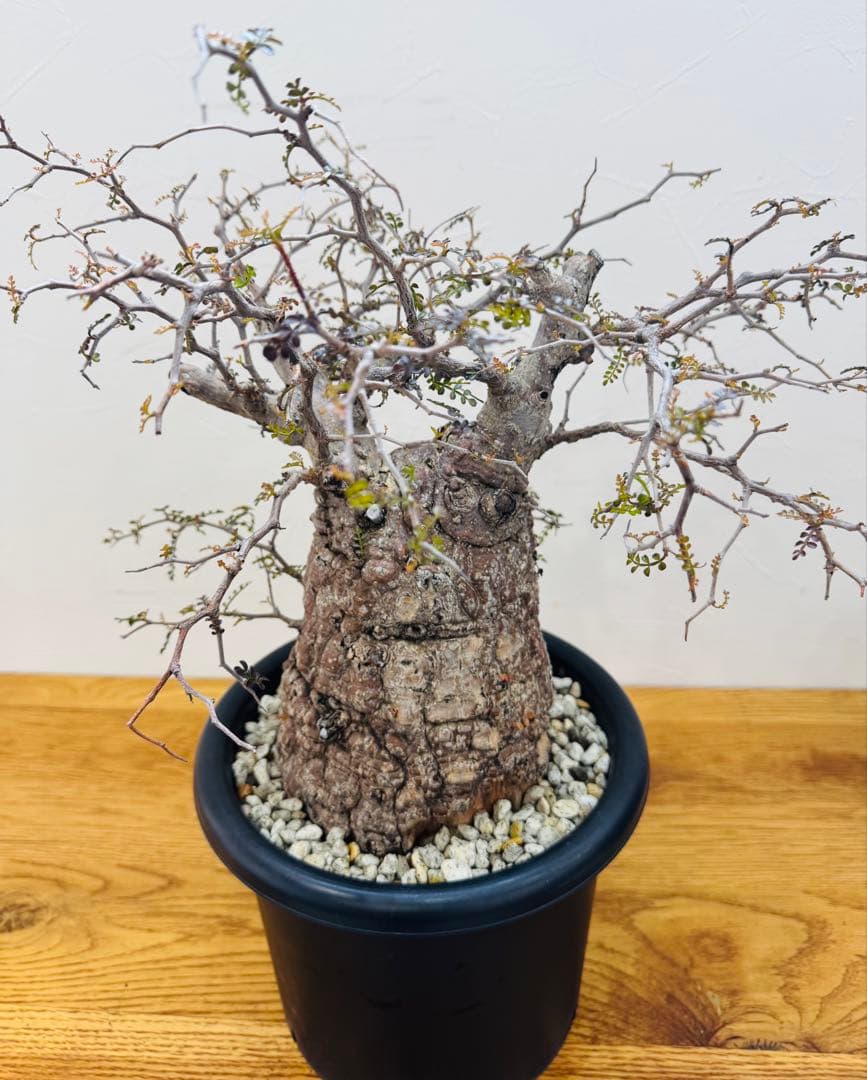 【鉢植えのまま発送】オペルクリカリア・パキプス 現地球 特大