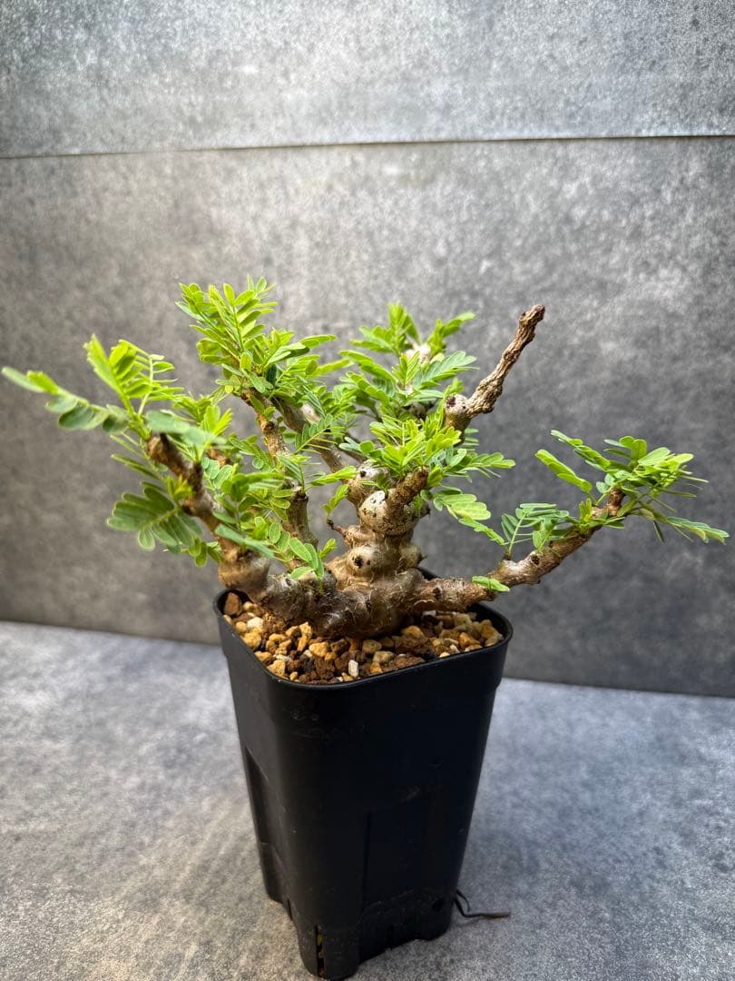 センナ　メリディオナリス　海外実生　発根済み　420