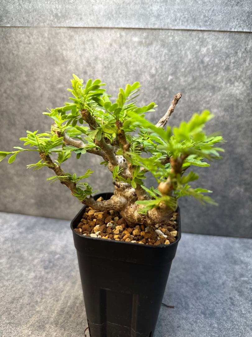 センナ　メリディオナリス　海外実生　発根済み　420