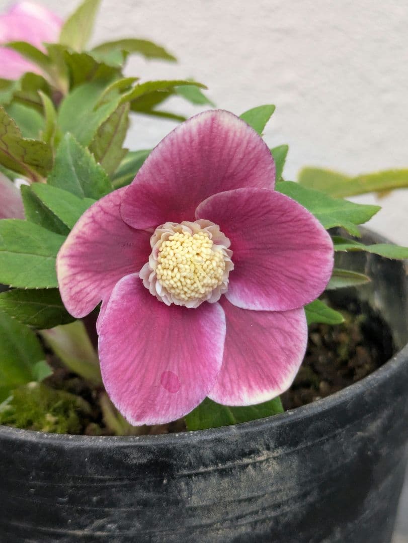 【極美・希少】広瀬園芸 クリスマスローズ ソレイユ系 セミダブル（SD）