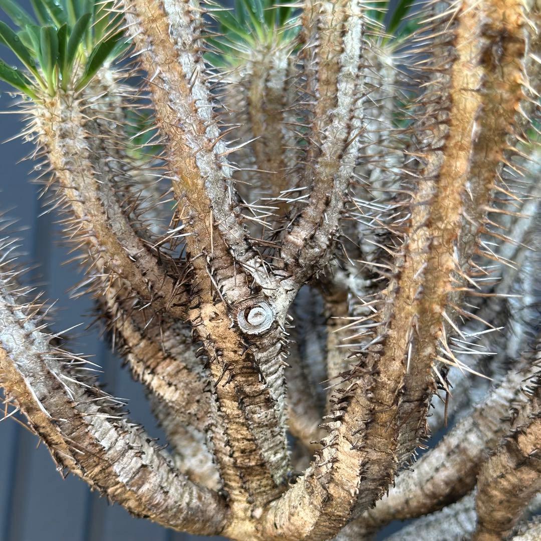 特選標本級 ユーフォルビア ギラウミニアナ 超美形 超特大 現地株 発根活着済