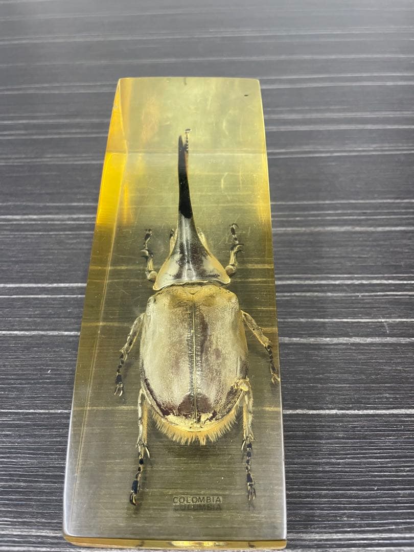 ネプチューンオオカブト　樹脂標本