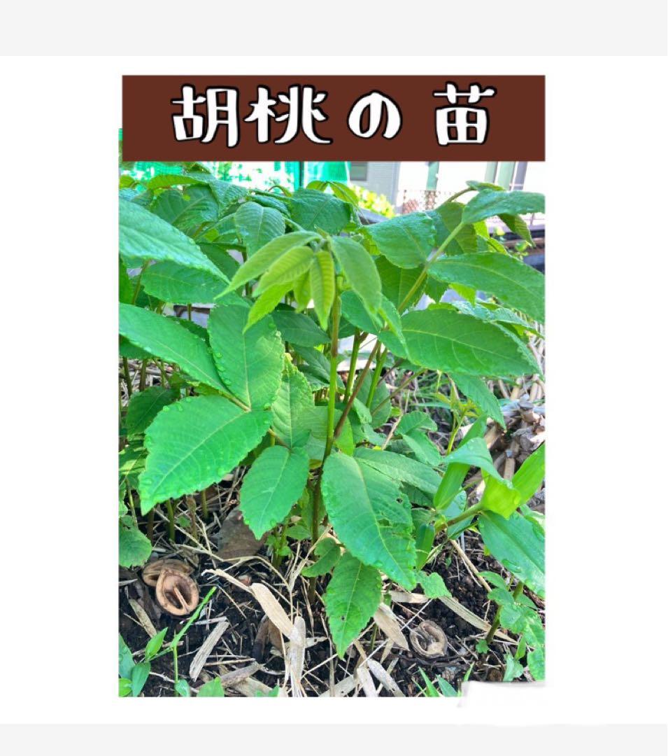 鬼クルミの苗　3本