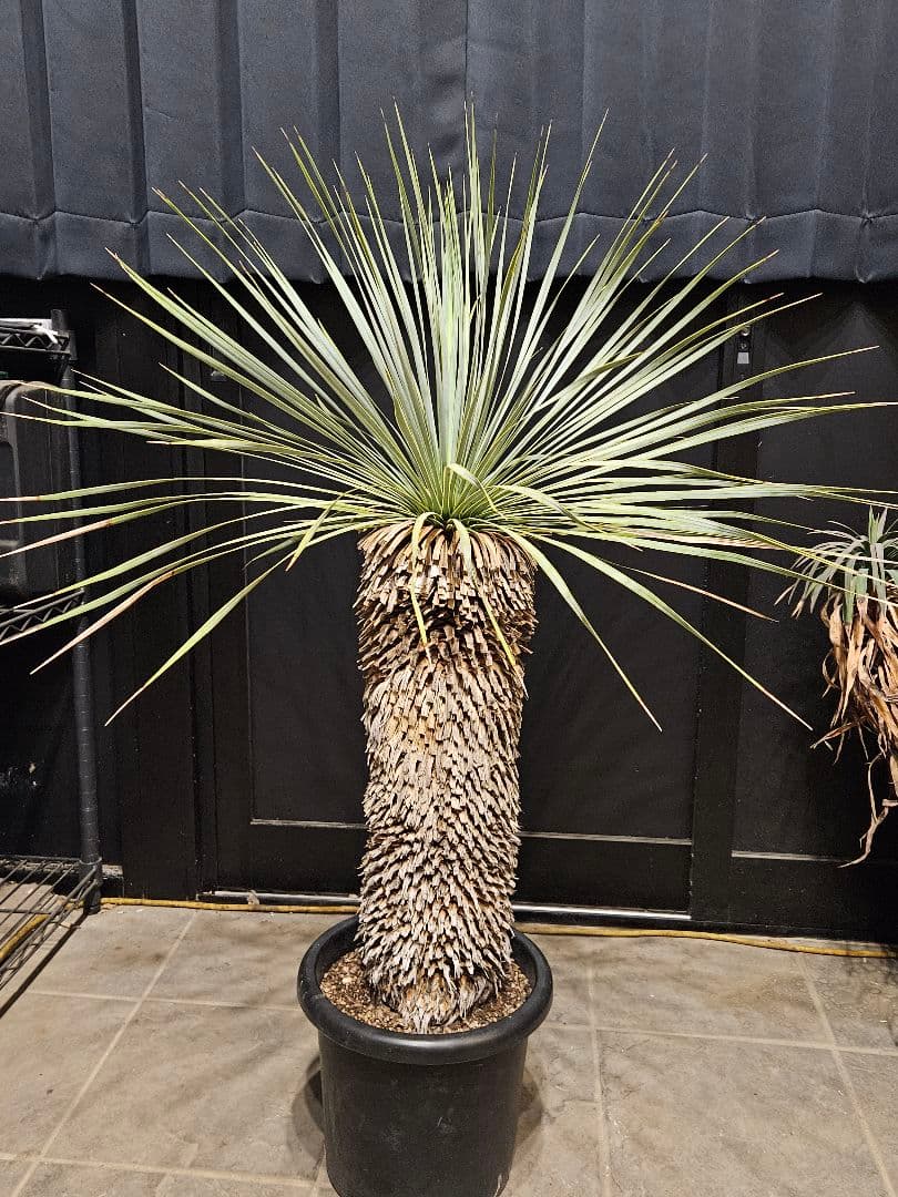 専用出品 セット割 ユッカロストラータ 太株 (み)