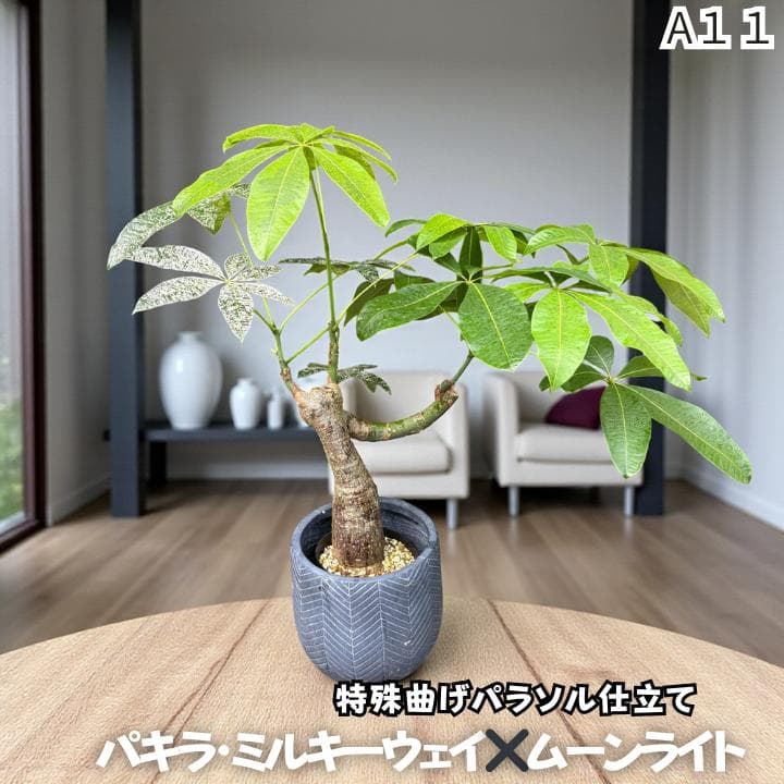 パキラ ミルキーウェイ × ムーンライト｜特殊曲げパラソル樹形A１１｜無機質用土