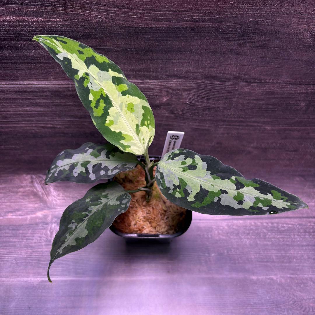 アグラオネマ ピクタム オリジナル実生株(MB-2024/ANBBG-1)