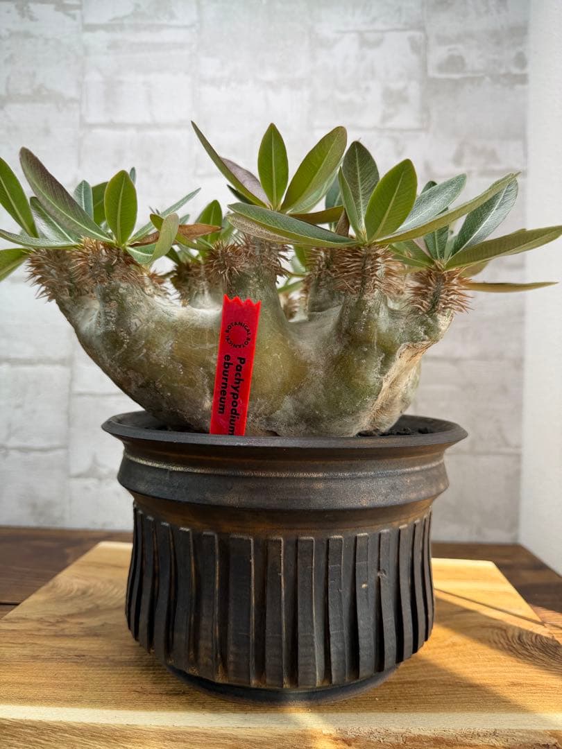 パキポディウム　エブレネウム　現地球　発根済み