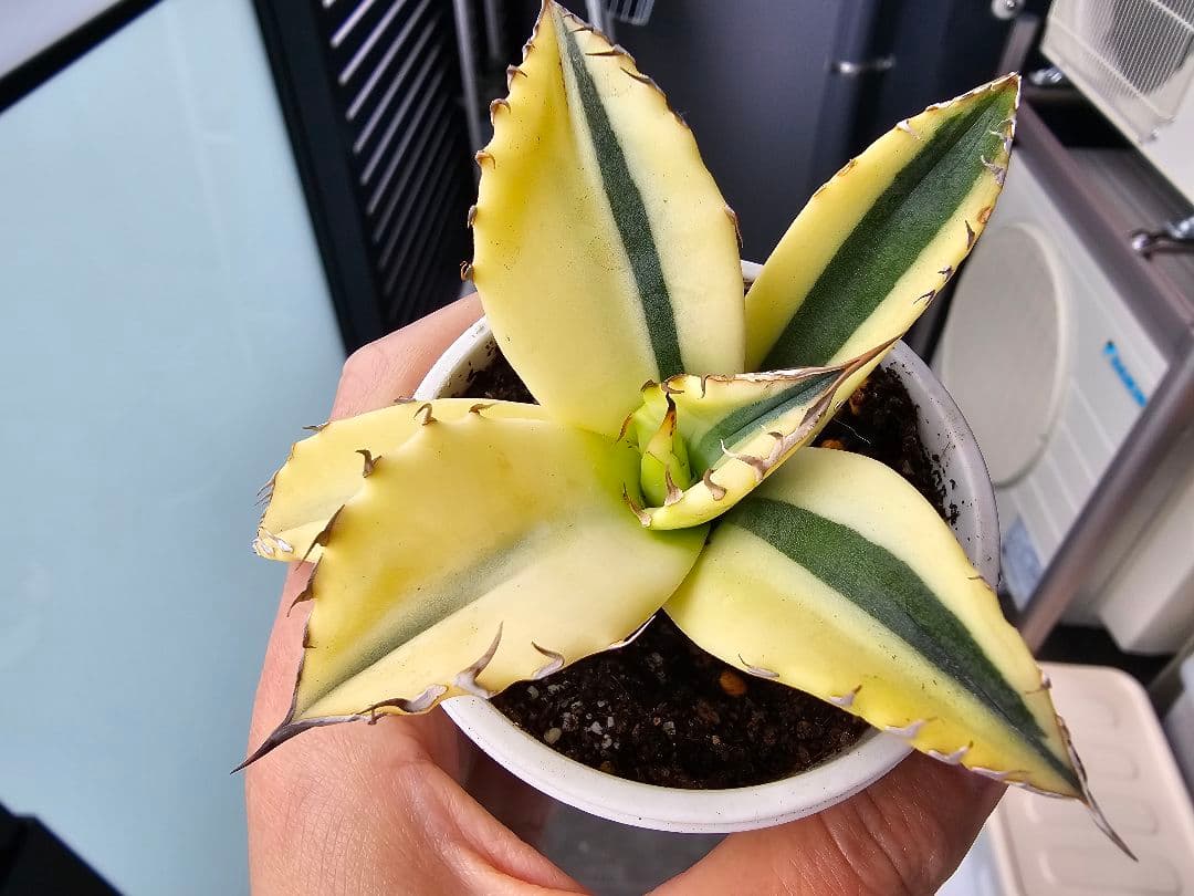 チタノタ 特殊斑 スナグルトゥース 陰陽斑 特殊錦 極上苗 台湾産正規品アガベ