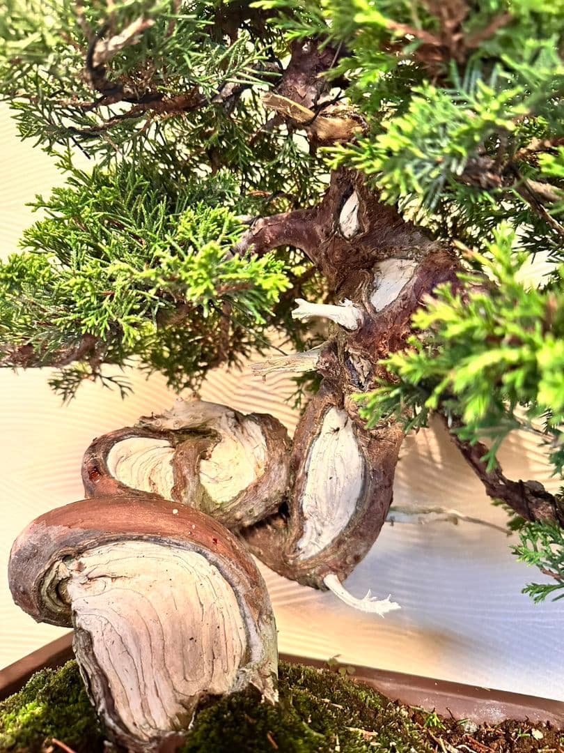 盆栽　真柏　盆栽鉢　植物
