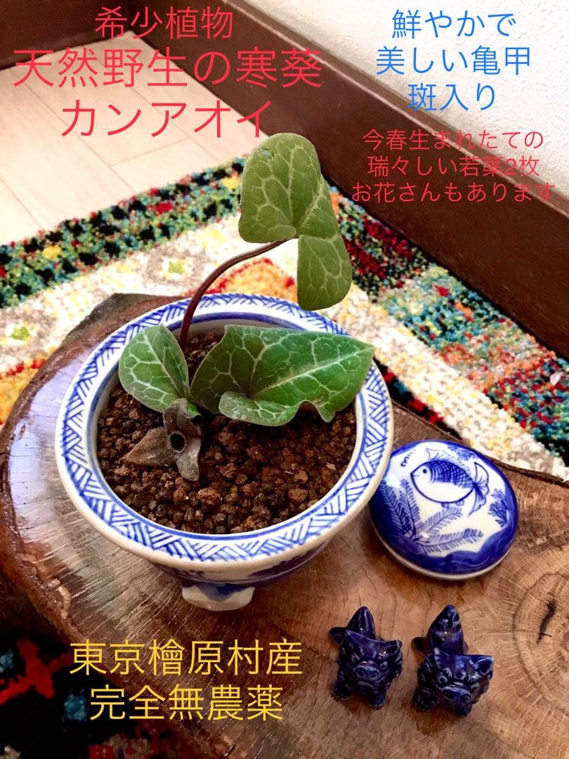 希少【亀甲斑入り/天然野生の寒葵＊カンアオイ】今春生まれたての若葉2枚＊お花あり
