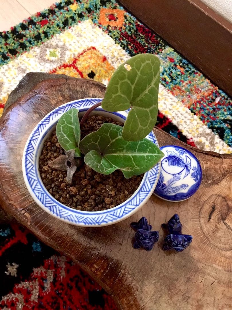 希少【亀甲斑入り/天然野生の寒葵＊カンアオイ】今春生まれたての若葉2枚＊お花あり