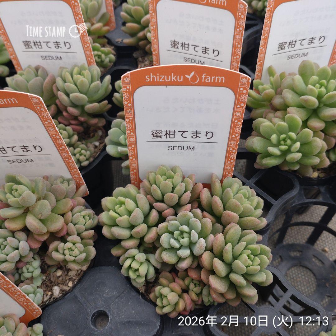 1ポット985円　セダム　蜜柑てまり　6cmポット