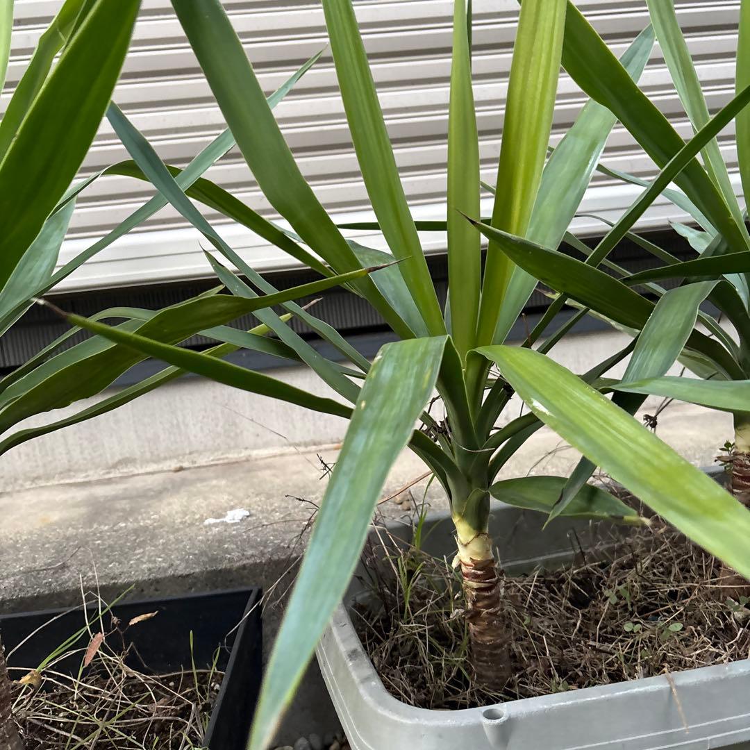 （引き取り限定）ユッカエレファンティペス4本セット