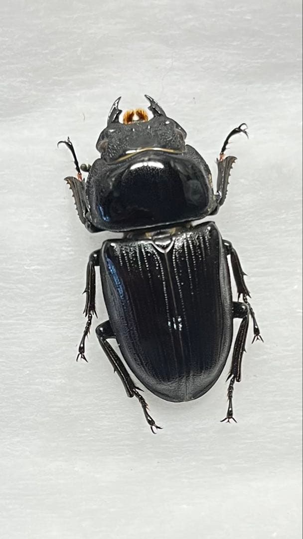 長崎県 対馬産 オオクワガタ メス 野外品 座標付き