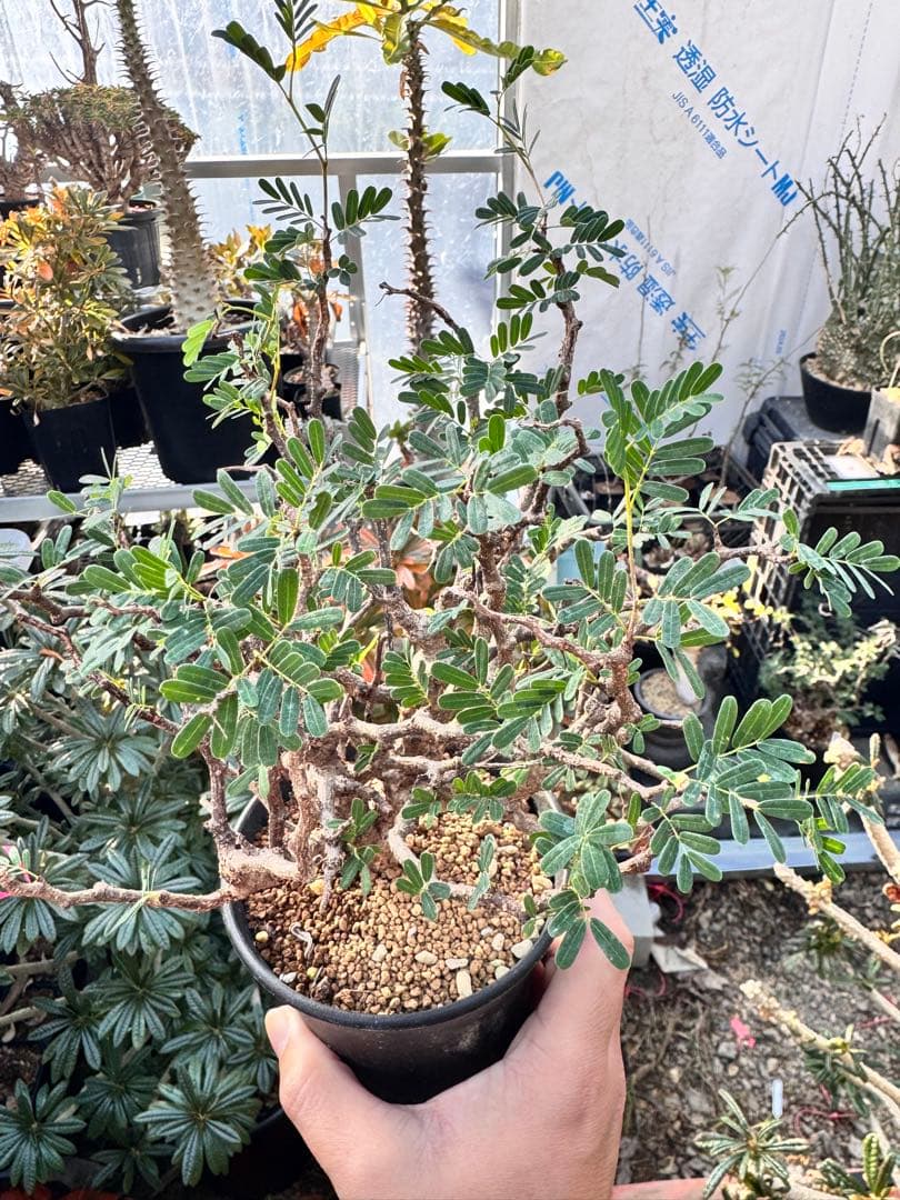 センナメリディオナリス　実生