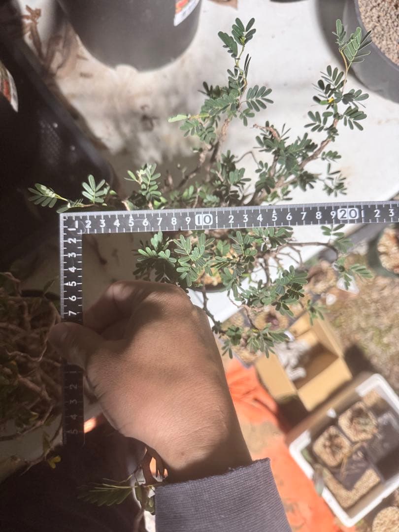 センナメリディオナリス　実生