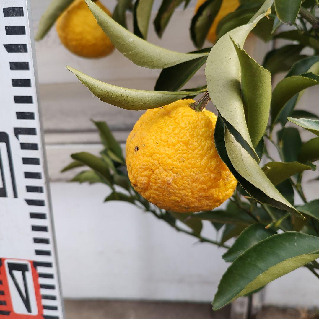 はるか 3年生 苗木 実つき！