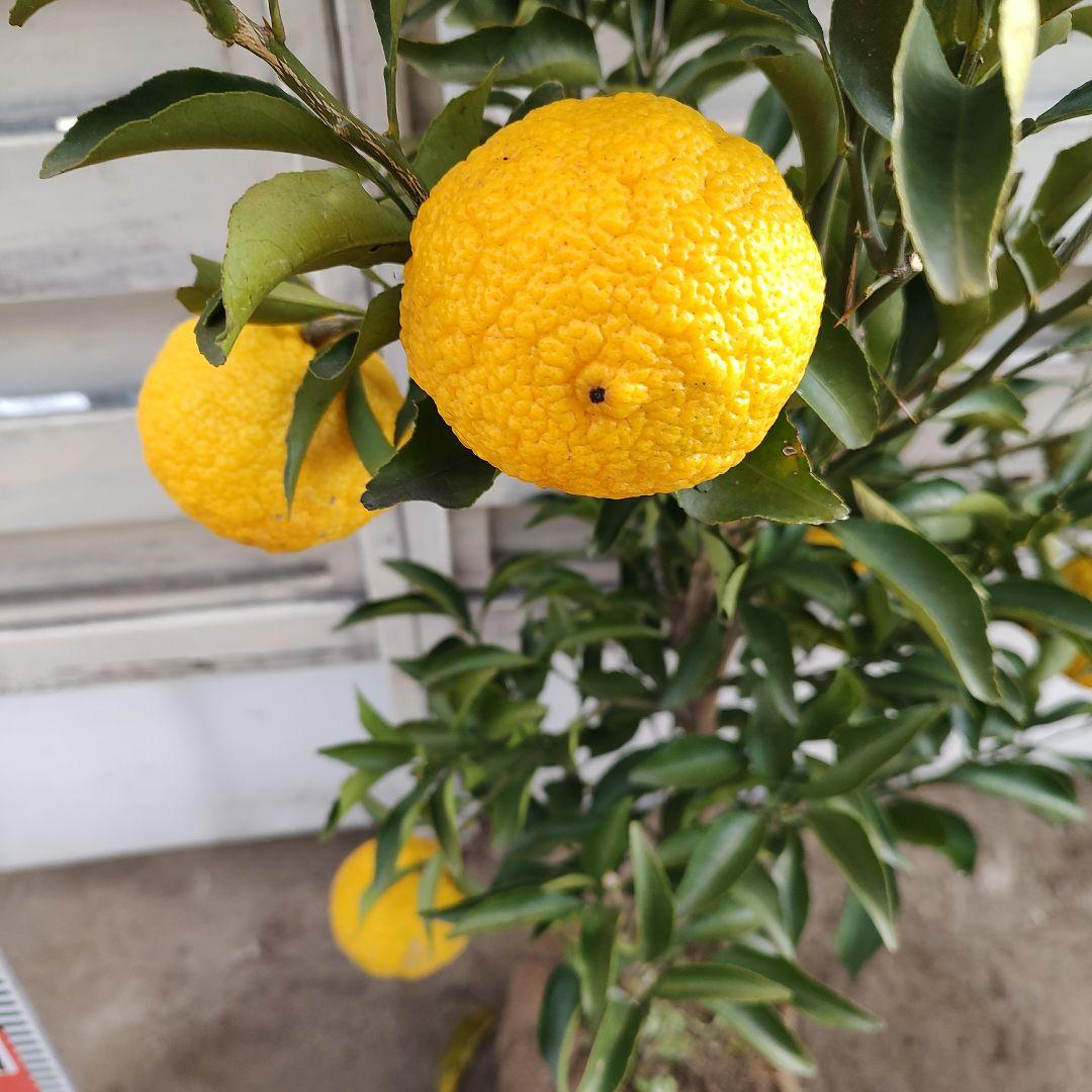 はるか 3年生 苗木 実つき！