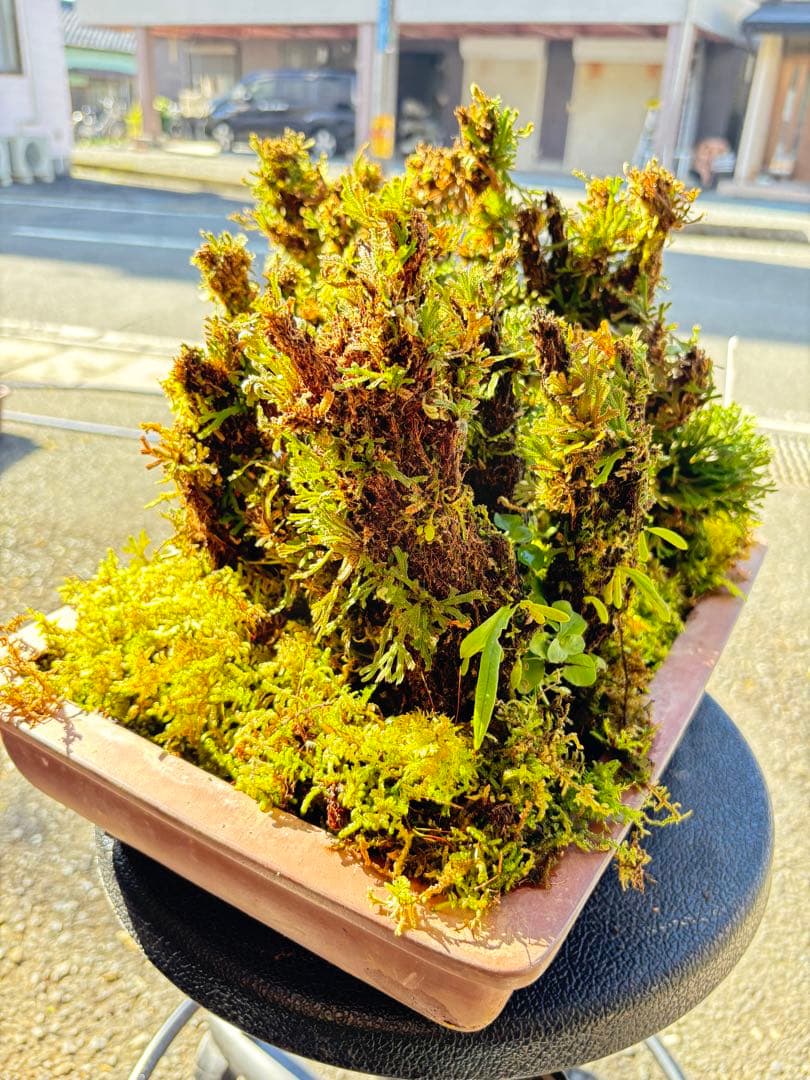 NO １０ イワヒバ(岩松) 物凄い幹の 数 30年物 投売り