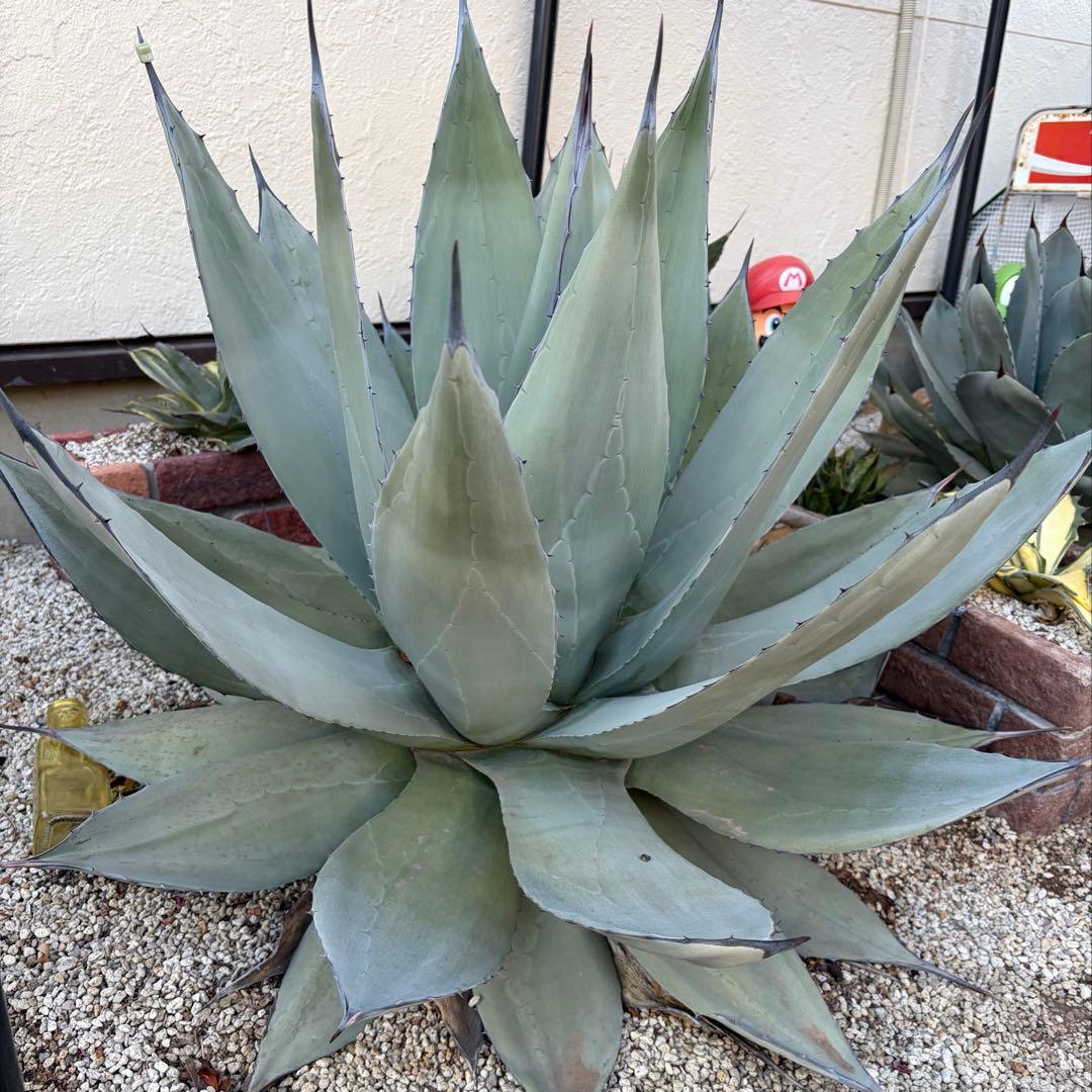 アガベ　超特大　輸入株　パリー　ネオメキシカーナ