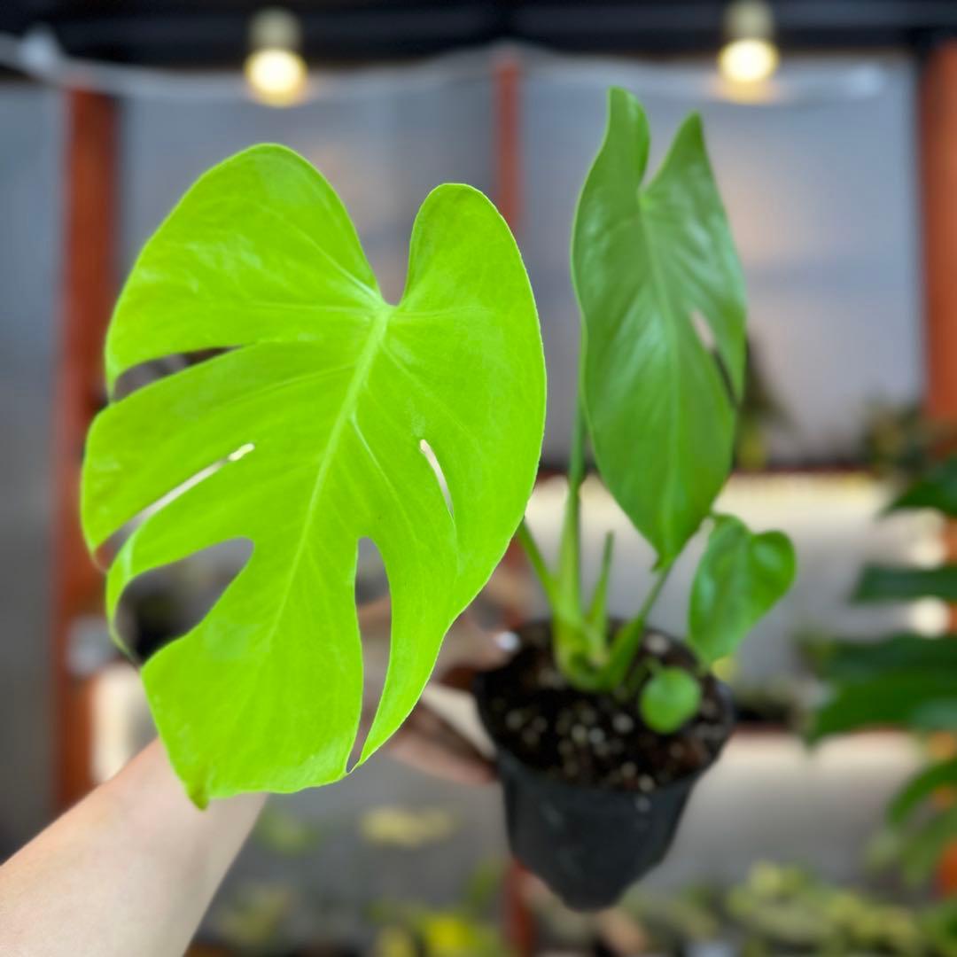 40 モンステラ　デリシオーサ　‘イエロームーン’ 新種　ライム色　黄金葉