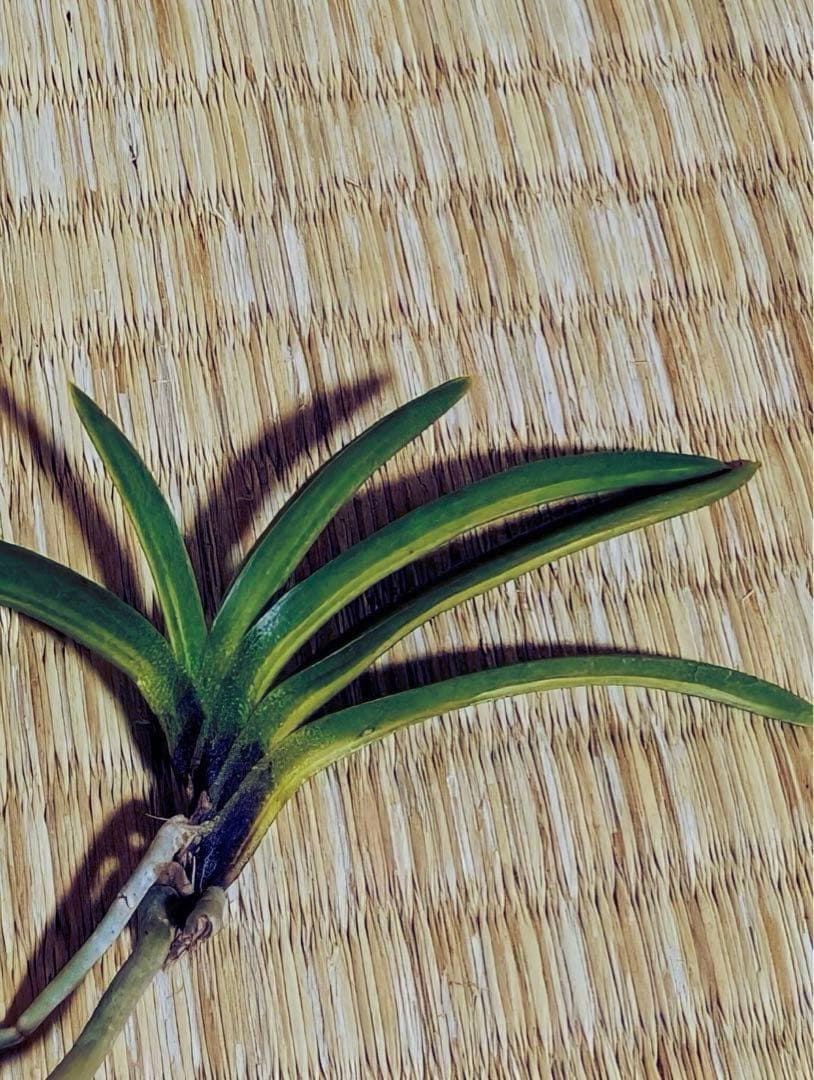 富貴蘭「金牡丹黄縞」（訳有り品）