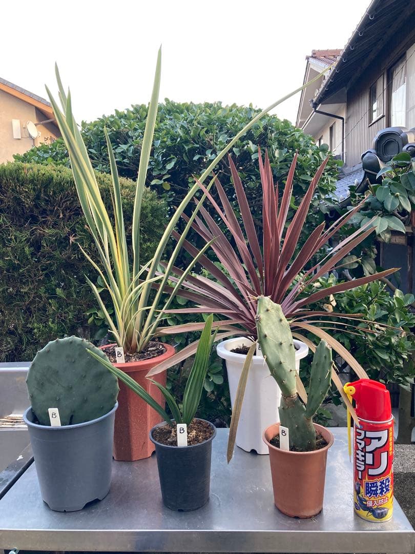 ドライガーデンＢセット鉢ごと配送致します。