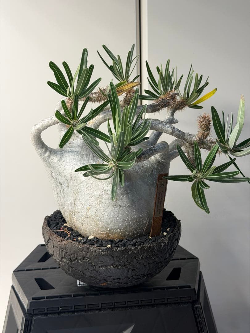 ［御神木クラス］　パキポディウム グラキリス