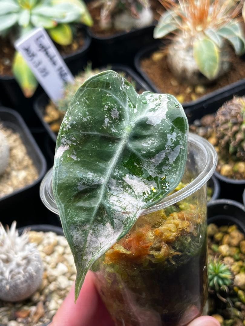 アロカシア アマゾニカ ミントピンク斑入り③