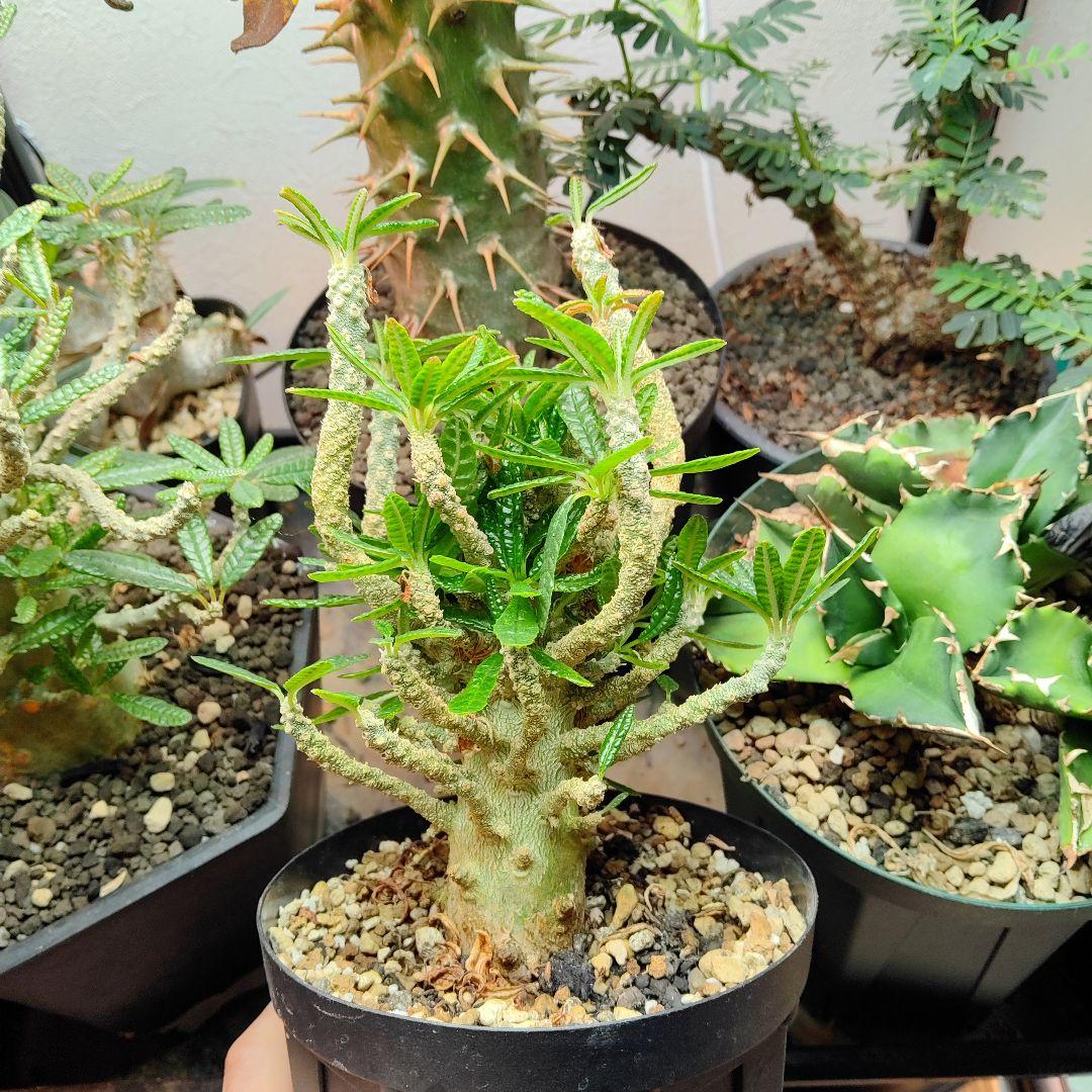 【1/23更新】ドルステニア　ギガス　ブラータ　鉢ごと発送　活着済み