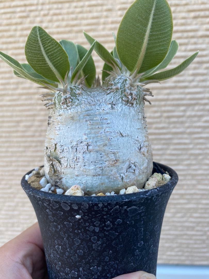 エブレネウム　現地球　良型　サボテンオークション　コレクション株