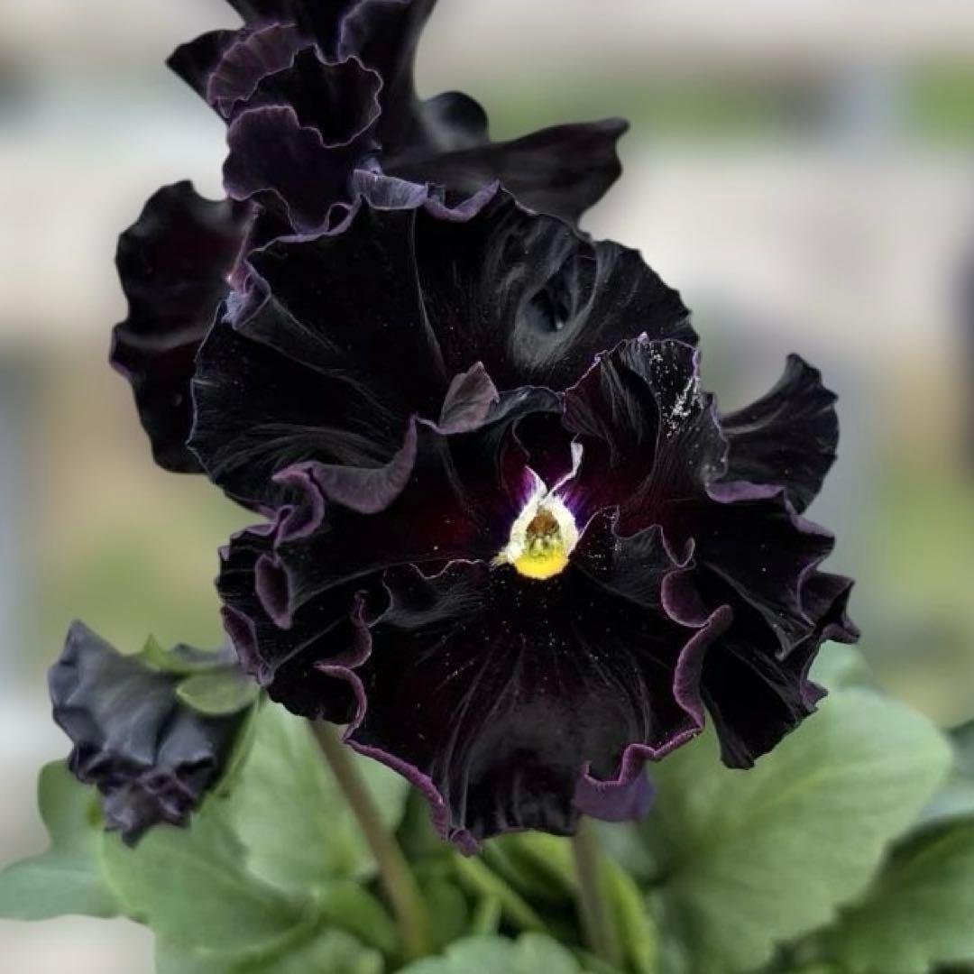 MIYABI様ご依頼品　フェデネージュ3苗 みはなだ3苗他3苗　計9苗メルカリ便