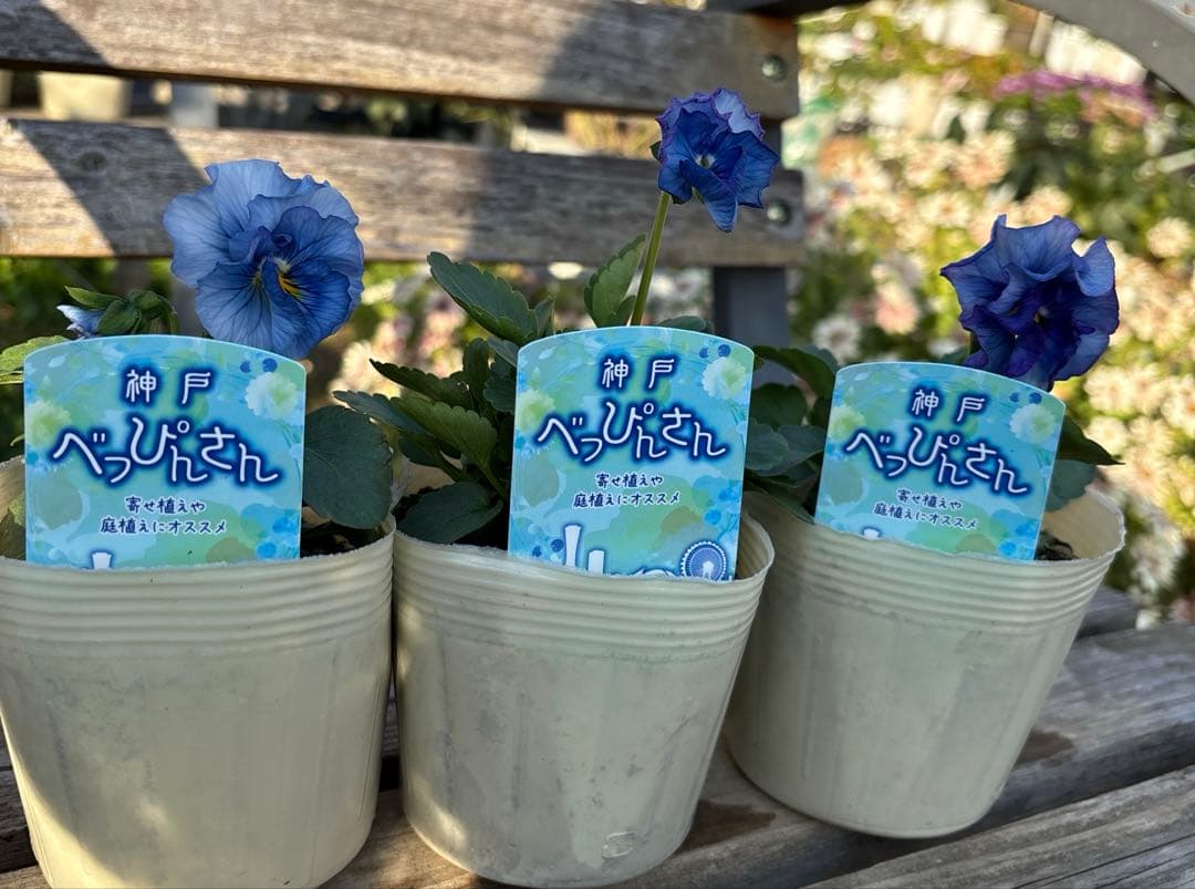 MIYABI様ご依頼品　フェデネージュ3苗 みはなだ3苗他3苗　計9苗メルカリ便