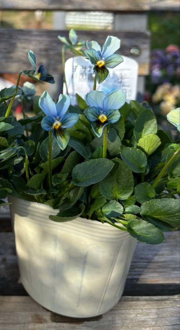 MIYABI様ご依頼品　フェデネージュ3苗 みはなだ3苗他3苗　計9苗メルカリ便