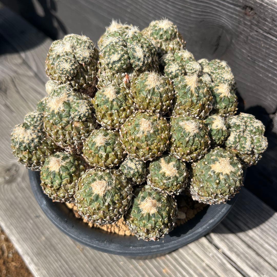 ペレキフォラ【銀牡丹】サボテン