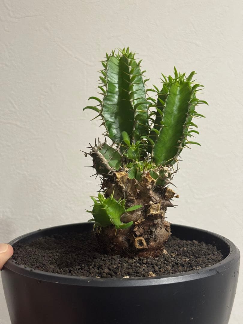ユーフォルビア・ムランジーナ　鉢入り発送　Euphorbia Mlanjeana